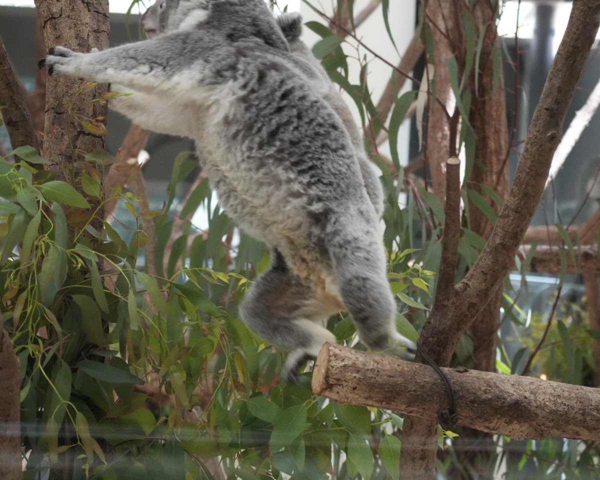 マッチカ🐨💚 tweet media