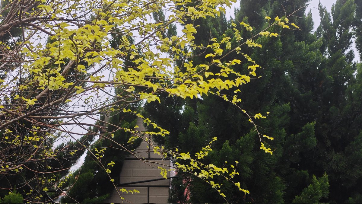 kongshanxy's tweet photo. 雨中花慢
微雨轻飘时候，玉瓣初开，露带轻匀。
更有粉桃新试，润了芳春。
檐角悄滴，阶前慢落，又惹闲心。
看嫩蕊浅绽，娇颜半掩，似解幽人。

楼阴径暗，风丝飘散，引却鹤梦无痕。
香绕处、小炉烟袅，漫煮茶温。
应许清欢长伴，休嗟岁月留痕。
此般慵懒，任他尘扰，且自安身。 https://t.co/fz5esUTyjJ