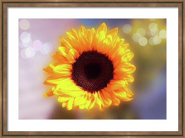 HurmerintaArt's tweet image. Sunflowers Are Always So Inspirational.
Wall art and home decor here:
johanna-hurmerinta.pixels.com/featured/sunfl… 

#sunflower #artistmade #buyart #artshop #giftideas