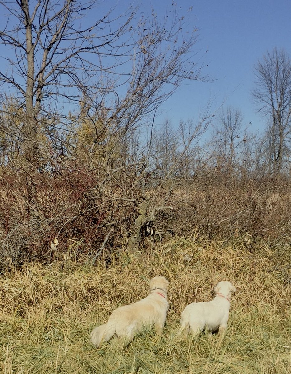 NorthernTails tweet media