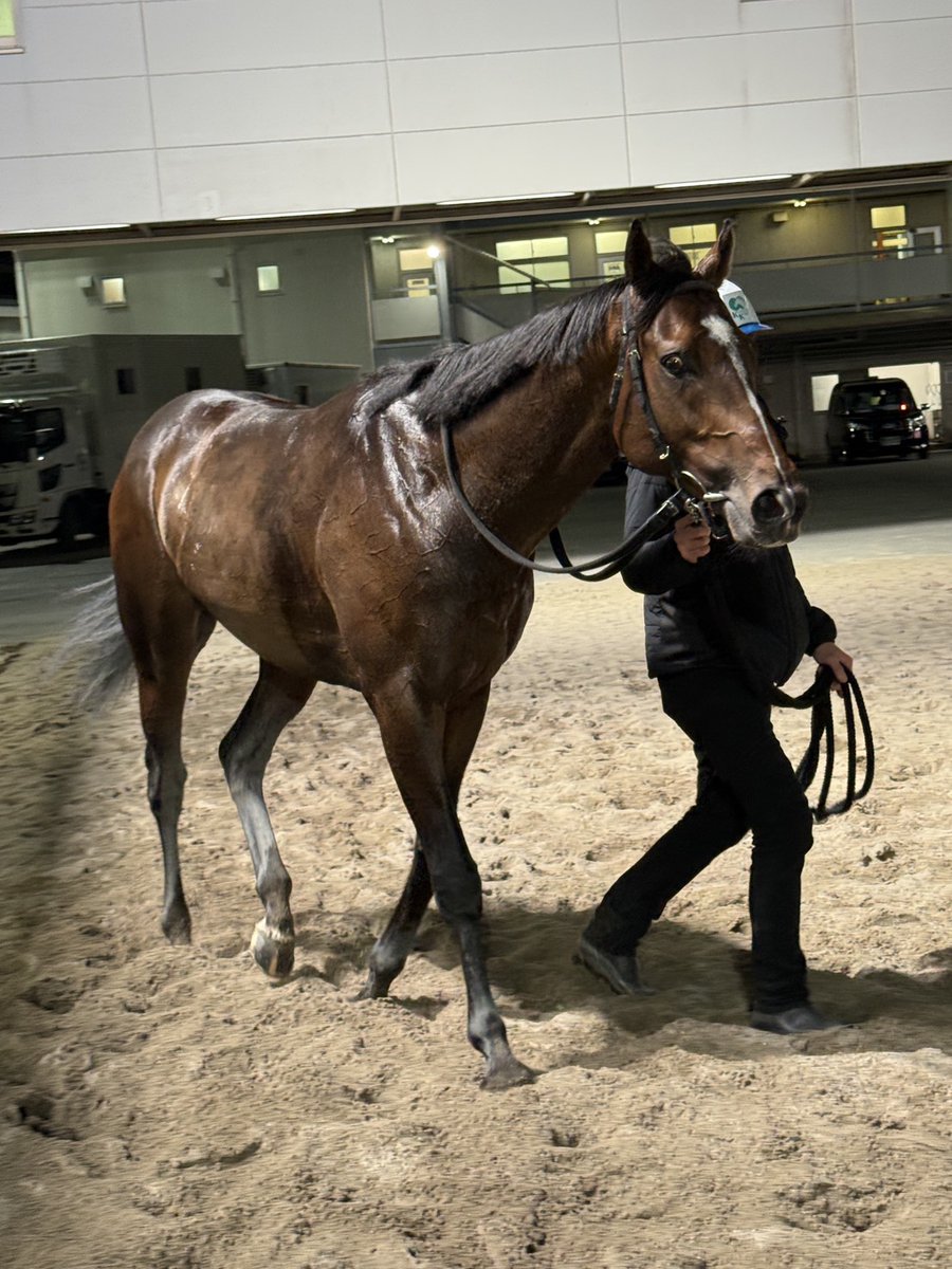川崎競馬 tweet media