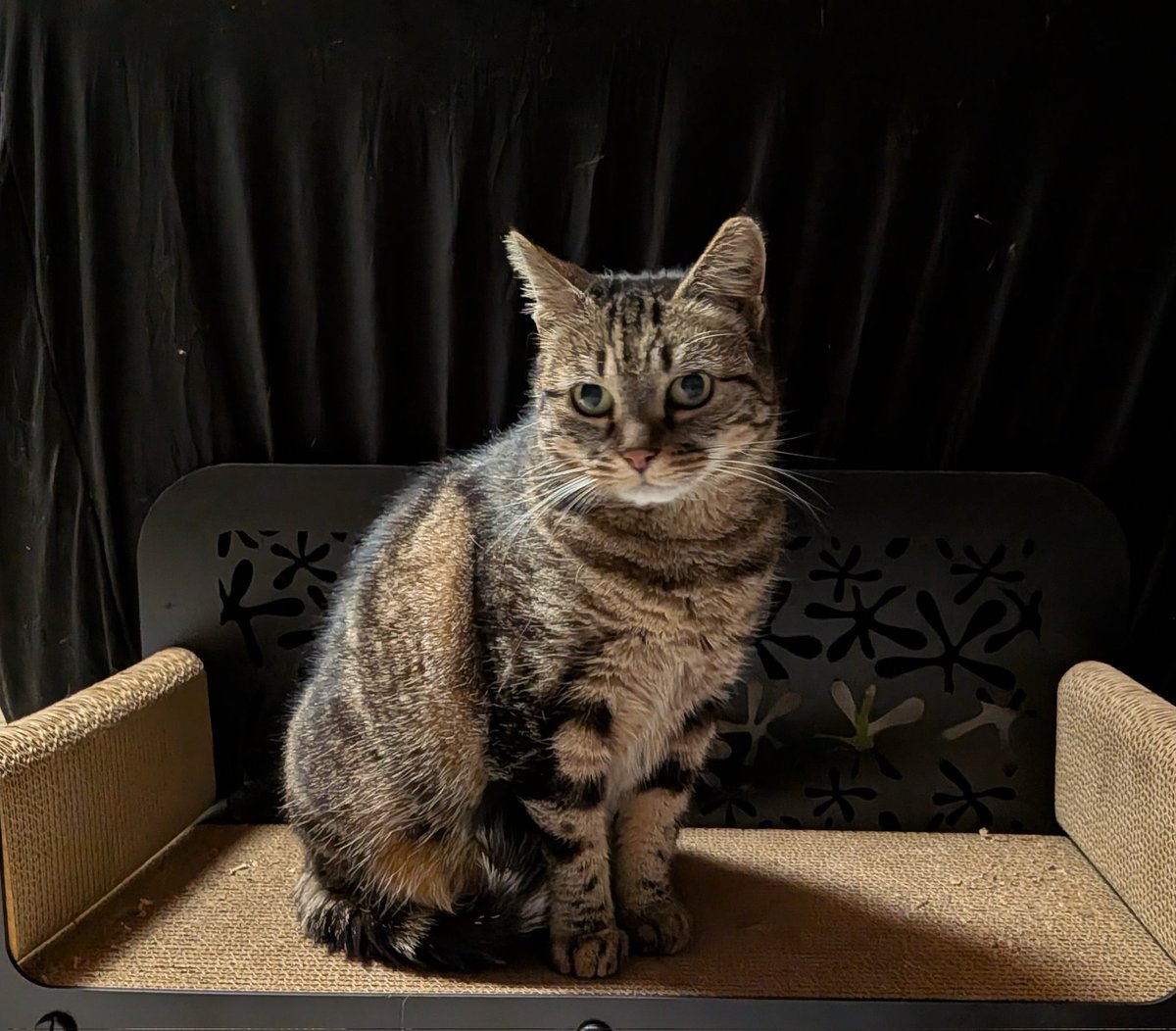 Fraiseberry tweet media