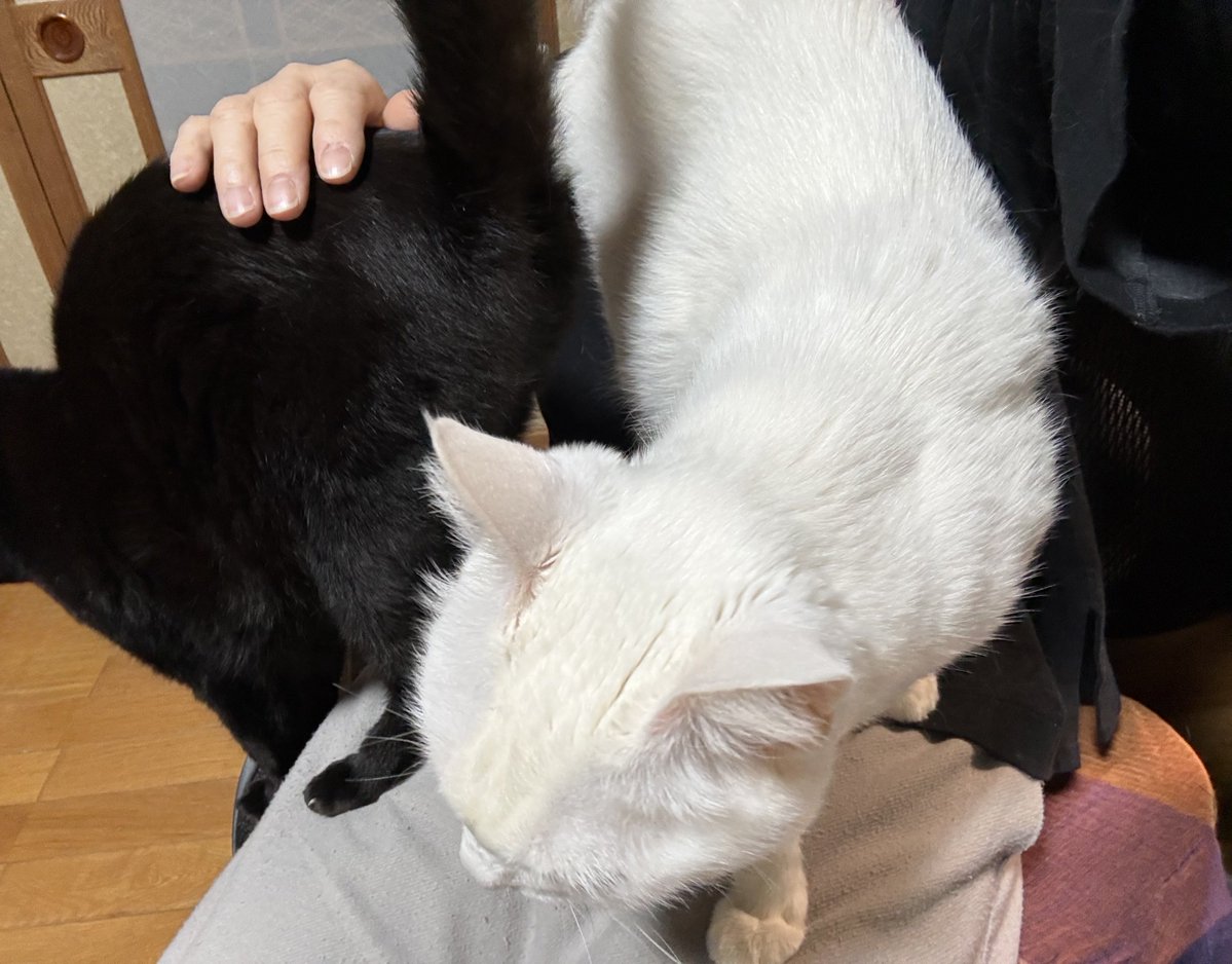 バニラファッジ tweet media