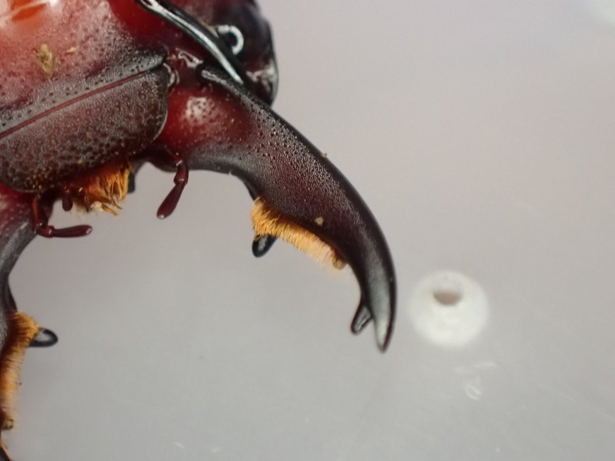 ぴんくあいす tweet media