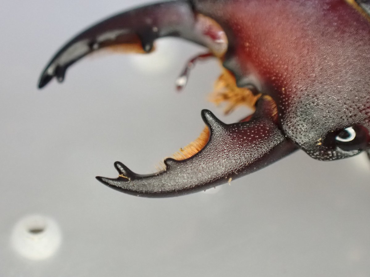 ぴんくあいす tweet media