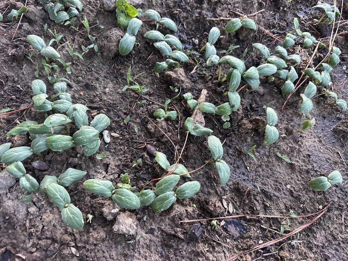 Tanqknw's tweet photo. 东南西北瓜都发芽🌱了…👍…… https://t.co/BIV26F9qeE