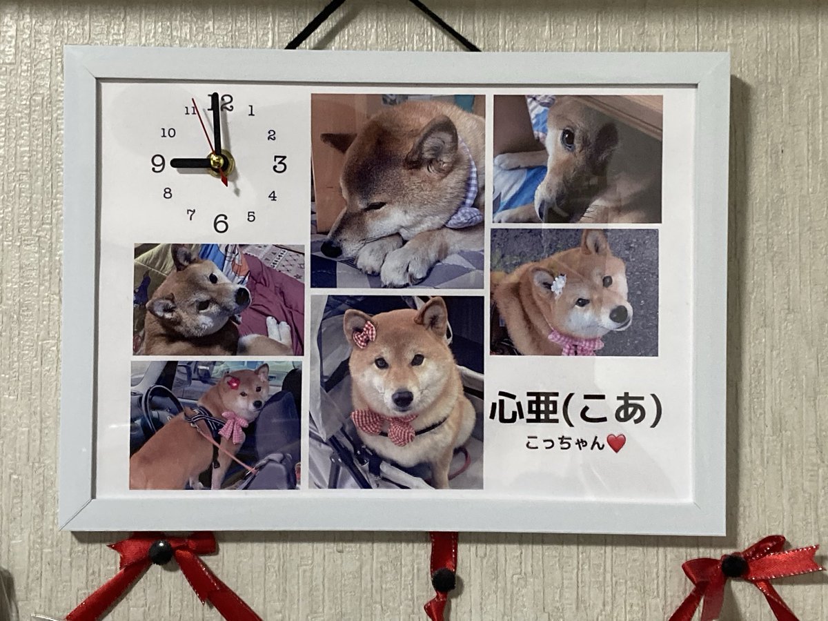 Takasan43228157's tweet image. 我が家の心亜の壁。ONAMAETOKEI社の時計をようやく壁にかけた。素晴らしいなぁ、こんなんが格安で作れるようになって☺️

instagram.com/onamaetokei_co…

#dogsofinstagram #心亜 #柴犬 #柴犬が好き過ぎるで使っていいよ #柴犬との暮らし #shibainu