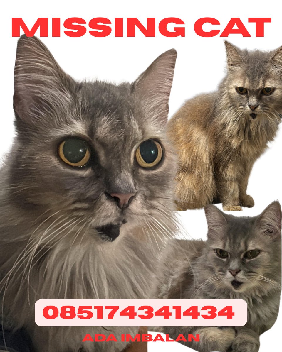 KochengFess REBORN | ON😻 tweet media