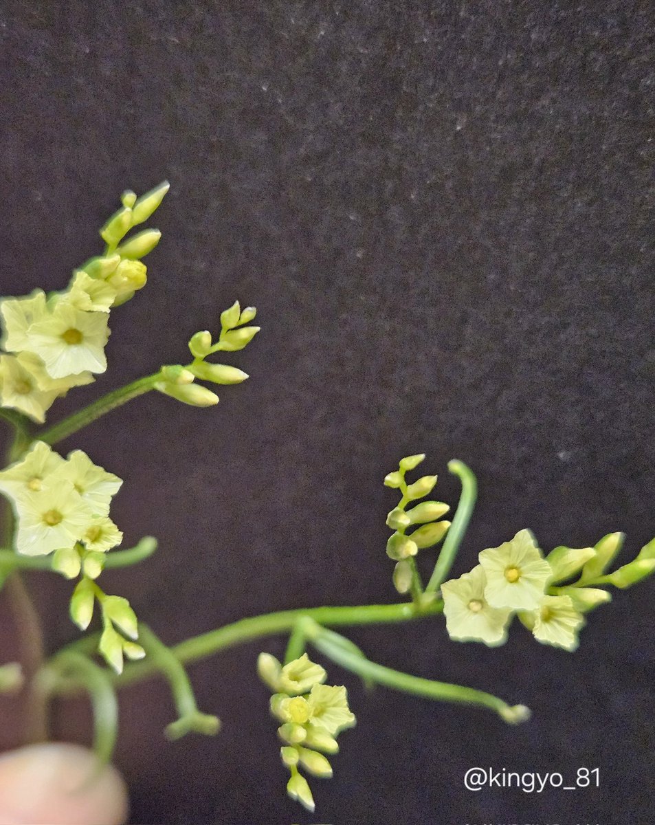 きんぎょ。 tweet media