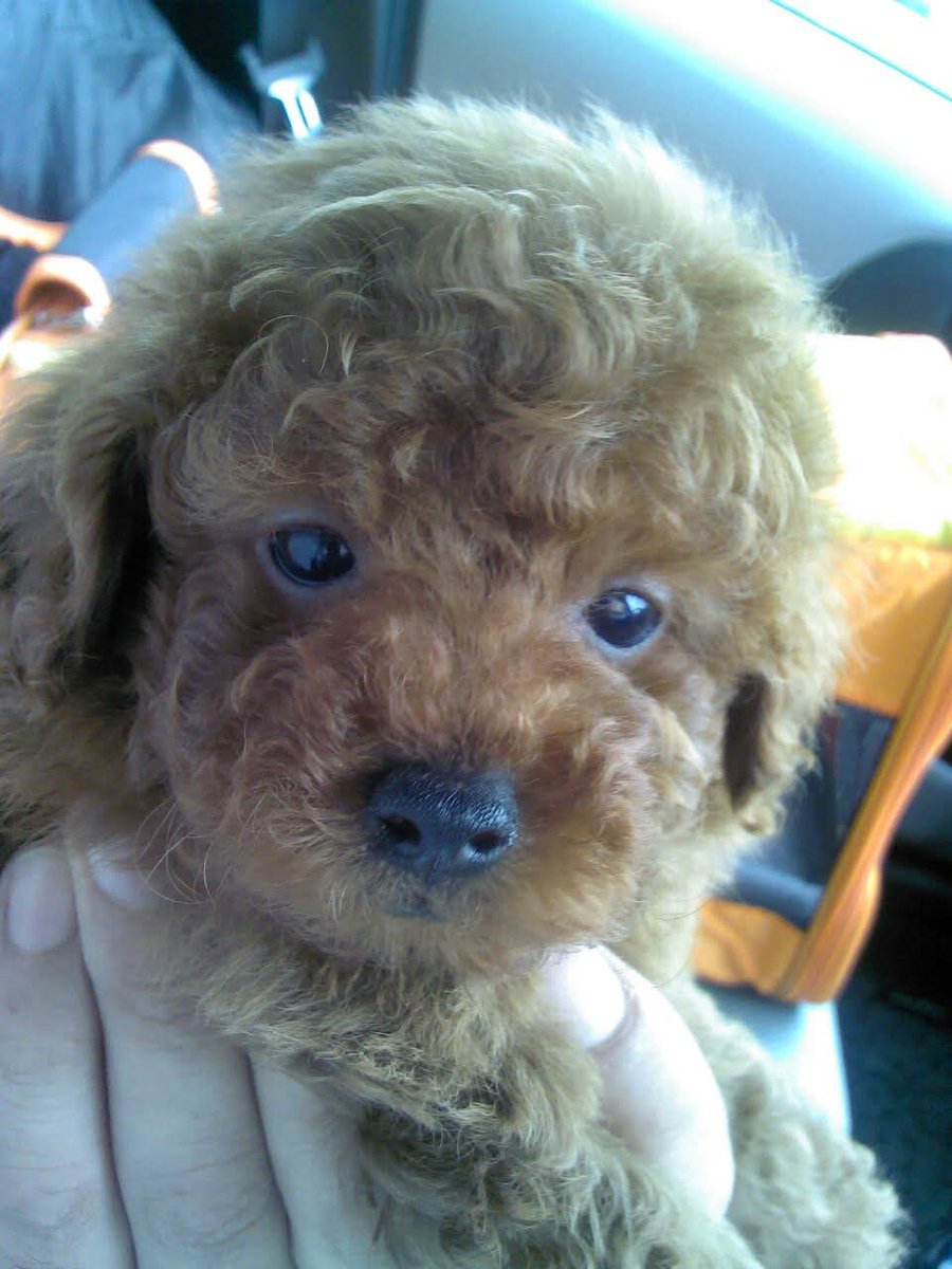 WataruS🇹🇭🐷 tweet media