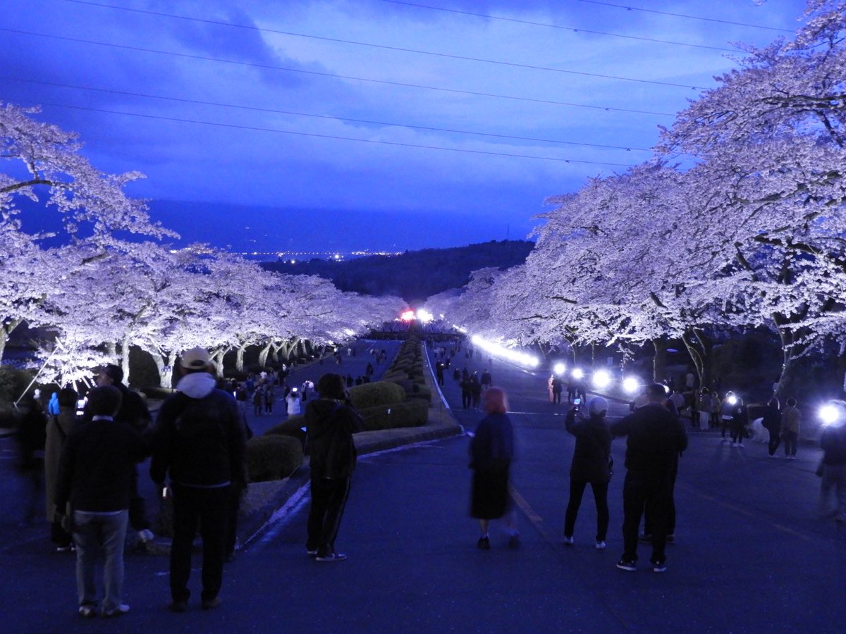 r_corospo's tweet photo. 富士霊園の夜桜ライトアップ行ってきた🌸
仕事終わりで向かったから、もう桜の下には停められず、、、
車とは一緒に撮れなかったけど、めっちゃ綺麗だった✨
コンデジだけど、カメラ持っていって正解でした📸
#桜
#夜桜 https://t.co/0tih5zWG42