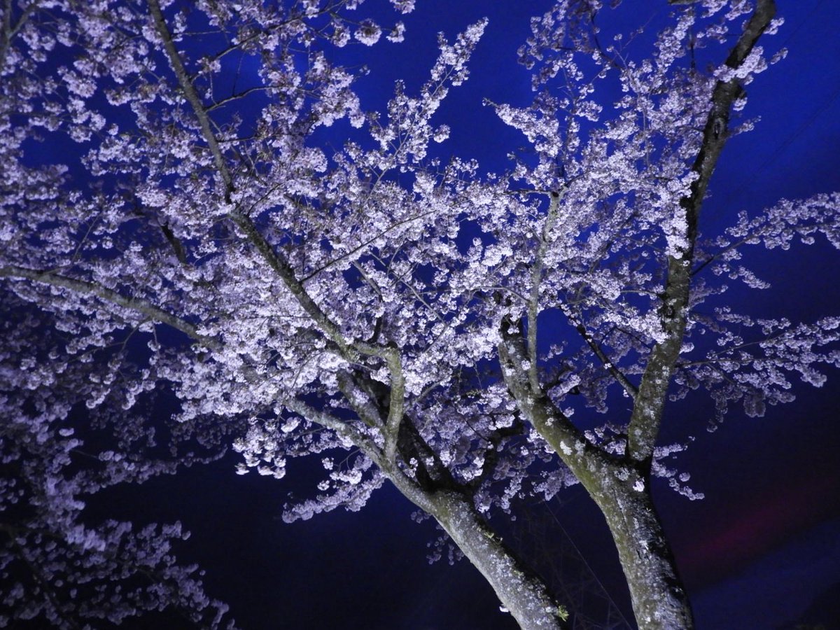 r_corospo's tweet photo. 富士霊園の夜桜ライトアップ行ってきた🌸
仕事終わりで向かったから、もう桜の下には停められず、、、
車とは一緒に撮れなかったけど、めっちゃ綺麗だった✨
コンデジだけど、カメラ持っていって正解でした📸
#桜
#夜桜 https://t.co/0tih5zWG42