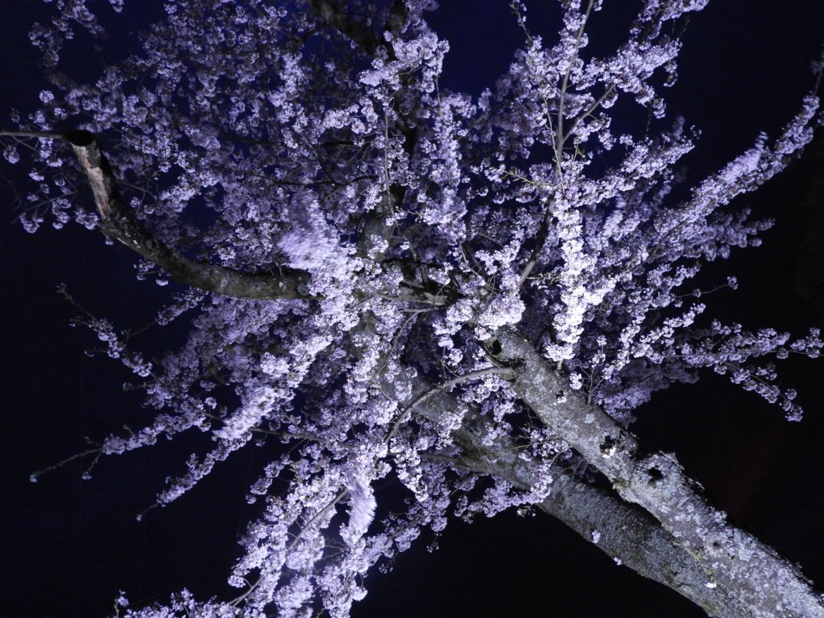 r_corospo's tweet photo. 富士霊園の夜桜ライトアップ行ってきた🌸
仕事終わりで向かったから、もう桜の下には停められず、、、
車とは一緒に撮れなかったけど、めっちゃ綺麗だった✨
コンデジだけど、カメラ持っていって正解でした📸
#桜
#夜桜 https://t.co/0tih5zWG42