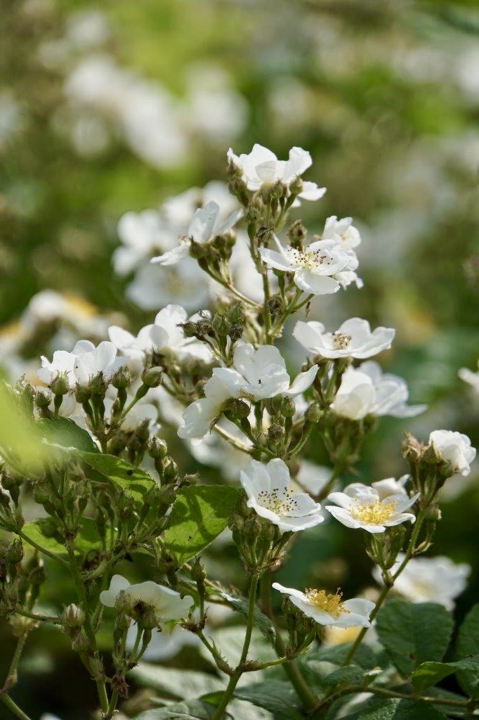 メディアから投げられる問題に一喜一憂する事があるなら、外界の基準を信条にし、その規則で動いている。

それは騒音が多く重金属を含む不純物に満ち腐臭漂う濁った世界に属すること。

少なくとも、人は以前から一人で道を歩く時、国道ですら車はほぼ流れて来ない。部屋に居ても、シン、としている。