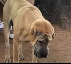 Valodya 254 tweet media