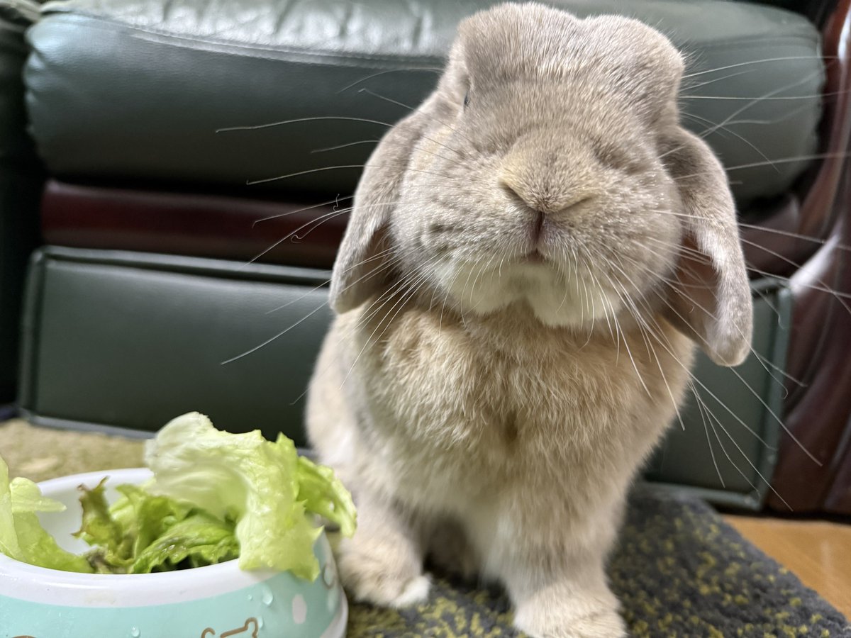 あきほ tweet media