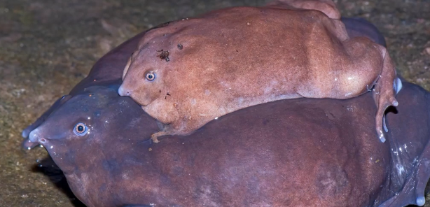 Star Bell tweet media