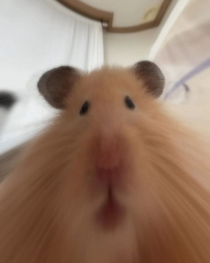 たくたろう tweet media