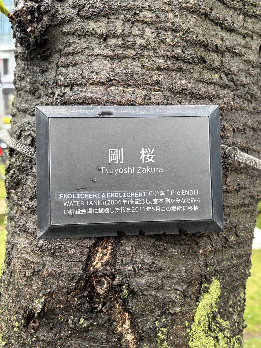 桜終わりそうだけど剛桜