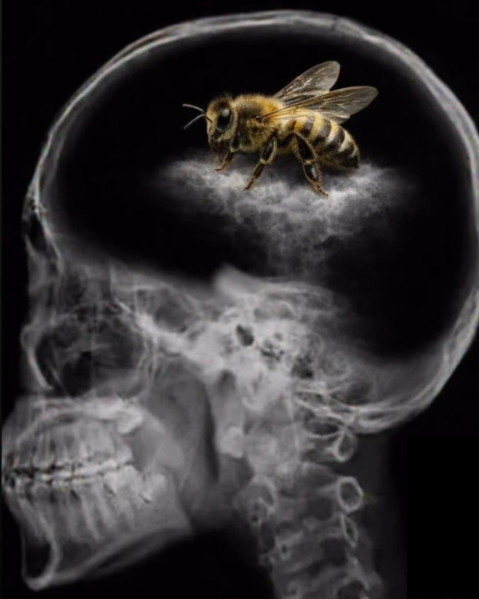 Las neuronas de una Apicultora!!! 
24/7/365

Las 24 horas del día, los 7 días de la semana, los 365 días del año.

🤔🤨🧐🐝🐝🐝🐝