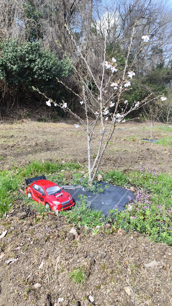 ＲＪチャンネル tweet media