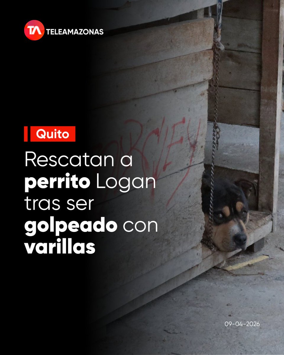 #Quito | Rescatan a Logan, perro golpeado con varillas y encadenado. Autoridades iniciaron procesos sancionatorios tras video de denuncia.

Infórmate aquí: f.mtr.cool/qdldfgiypj