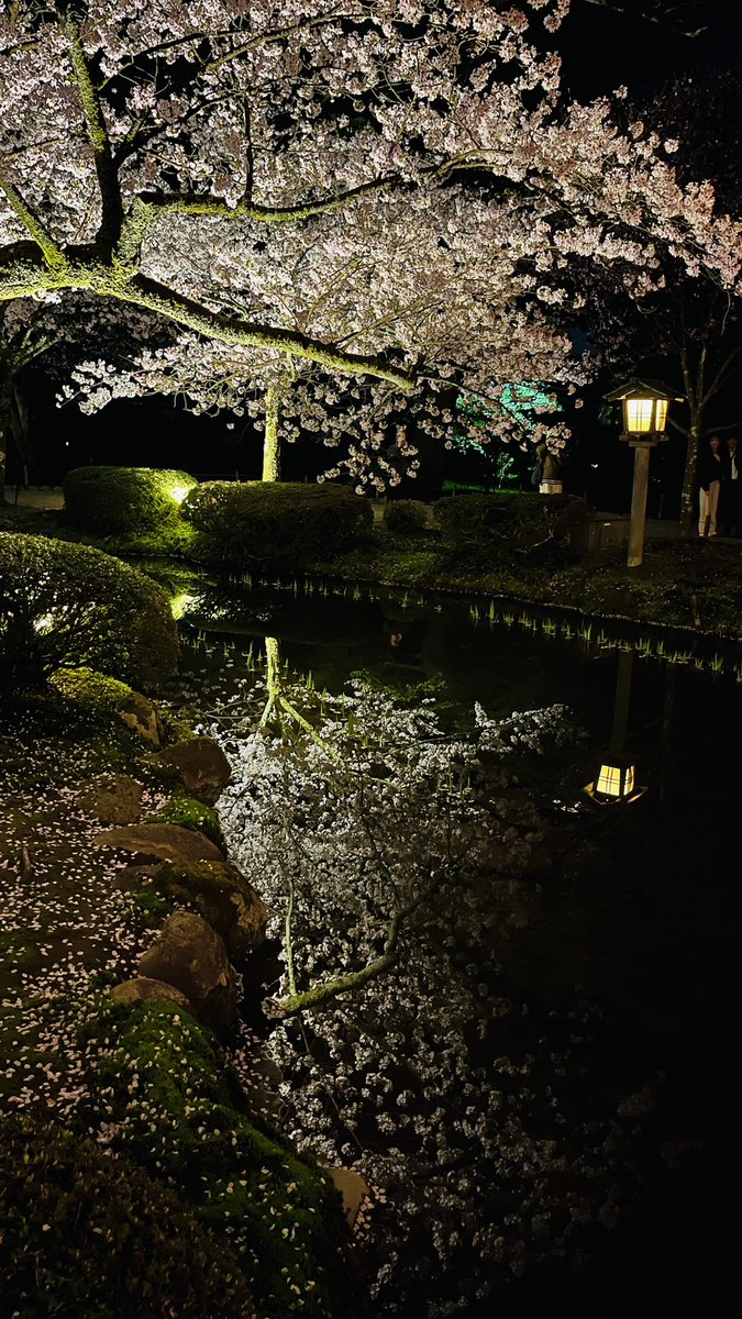 tarogon's tweet photo. 金沢出張81週目終了。
昨日の夜仕事が終わってから夜の散歩ついでに兼六園に行ってきました。桜の季節の無料開園期間最終日でした。
日中天気が良かったこともあり大勢の人で賑わっていて、人気スポットでは写真の撮影待ちまでありました。
明日は午後から青森に向かいます🥌
#金沢
#兼六園 https://t.co/TPgUGFgvGv