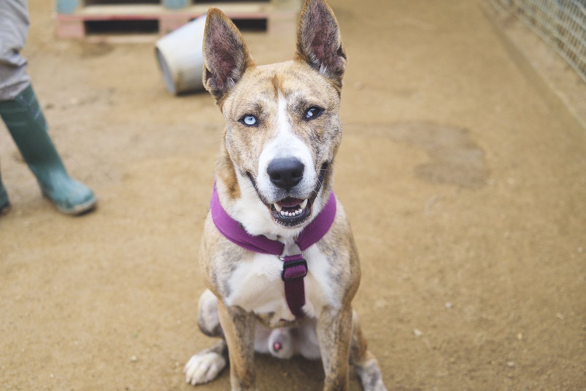 protemataro tweet media