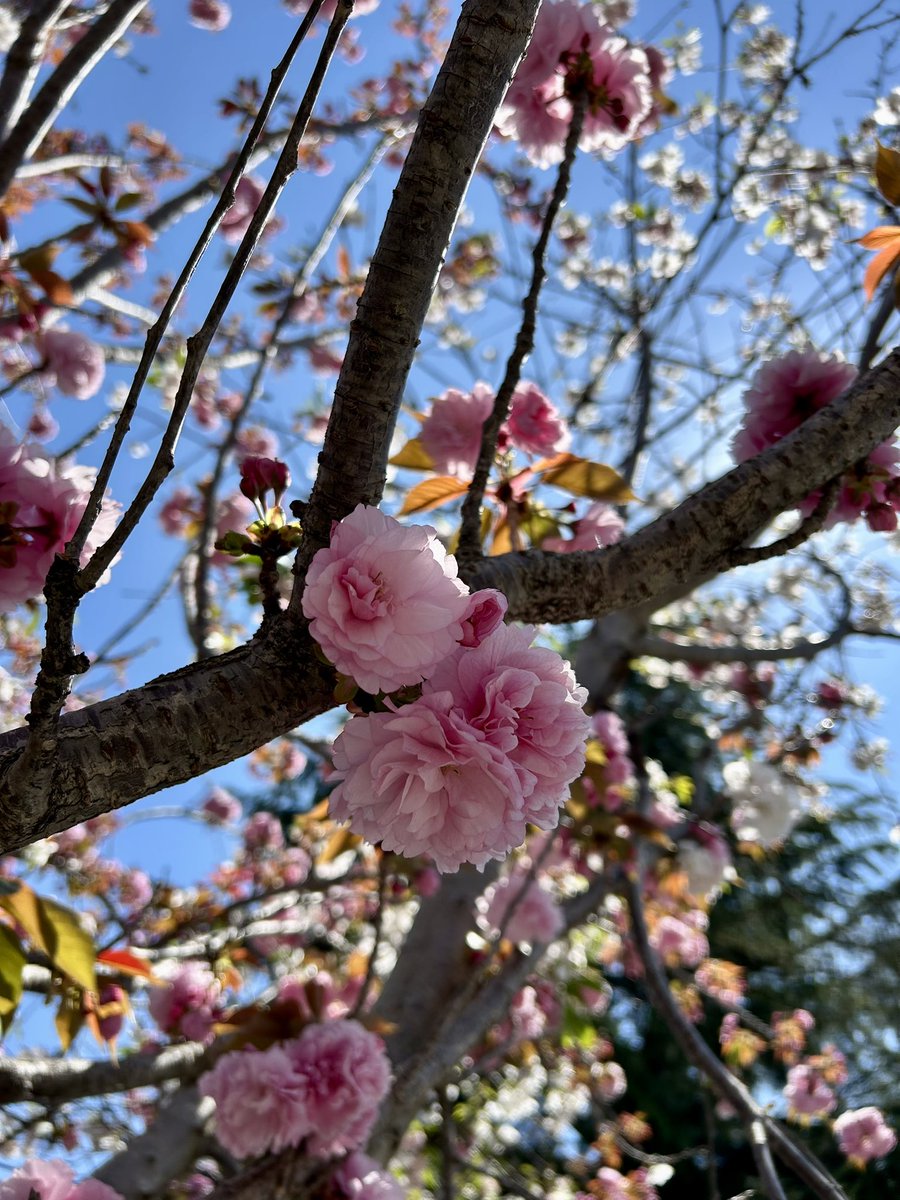 bibi ༄⋆🧸🪵 tweet media