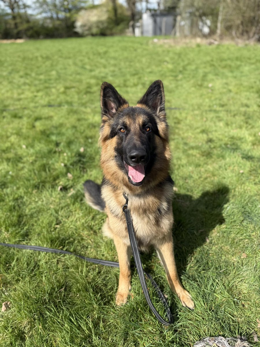 German Shepherd Rescue Elite ( GSRE ) tweet media