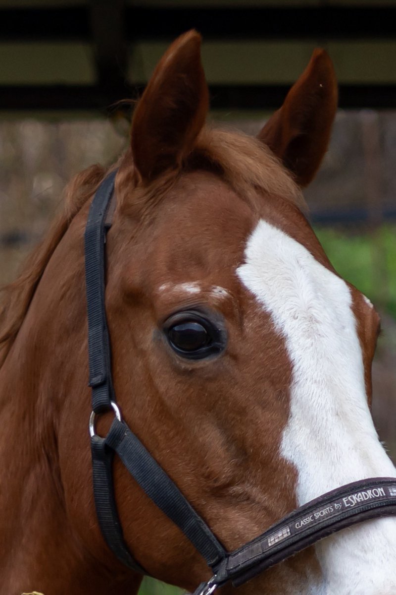 本日新しい馬が仲間入りしました。
オーナー様のいる預託馬、アポロン君です。21歳のせん馬です。
競走馬時代の名前は「スプリングプラハ」
牧場の春、そして太陽のような存在になってくれたら嬉しいです。
これから元気に、長く過ごしてくれることを願っています。
どうぞよろしくお願いいたします。