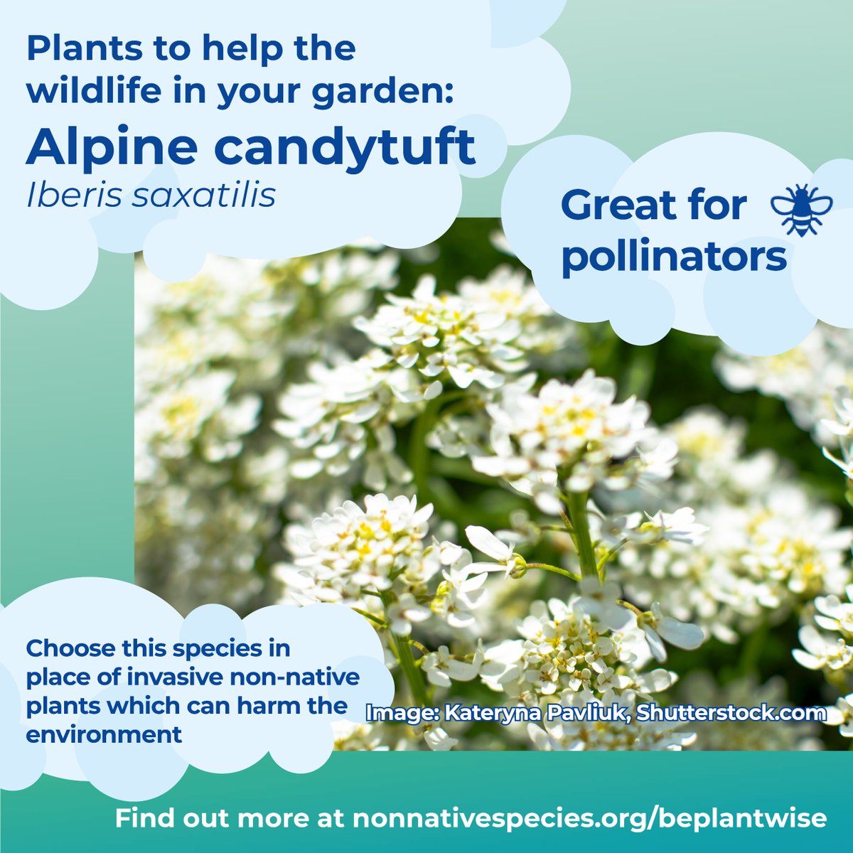 InvasiveSp's tweet photo. #BePlantWise to protect the environment! Choose a wildlife friendly plant from our guide to gardening without #invasiveplants developed with @Plant_Alert

Iberis saxatilis is one of @The_RHS Plants for Pollinators🐝🌿

Find out more at https://t.co/6pwuJRrjYX https://t.co/hrsaUk2qUW
