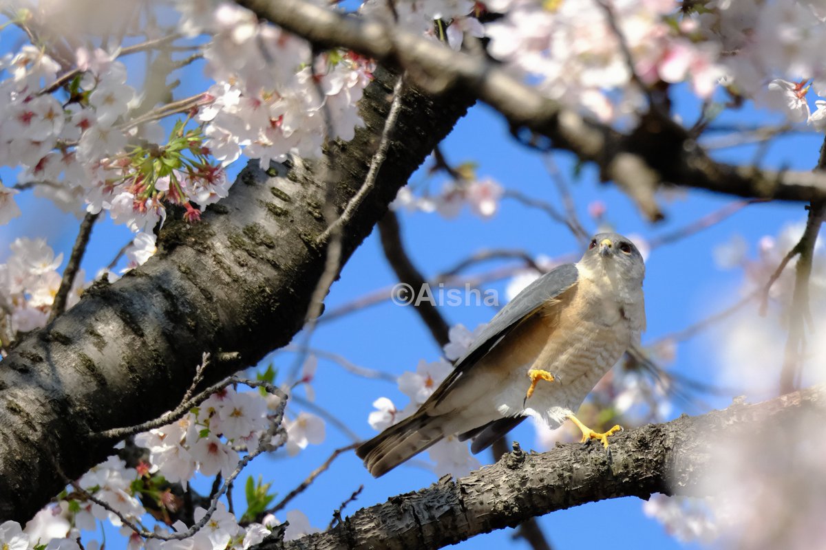 Z世代の動物写真家・藍沙 tweet media
