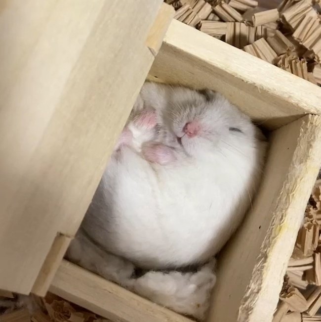 ミニ茶@茶々丸ファミリー tweet media