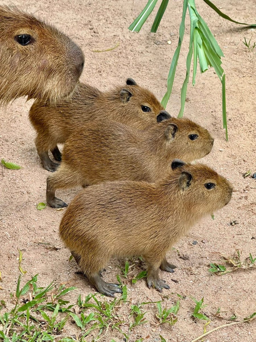 Khamoo.andthegang tweet media