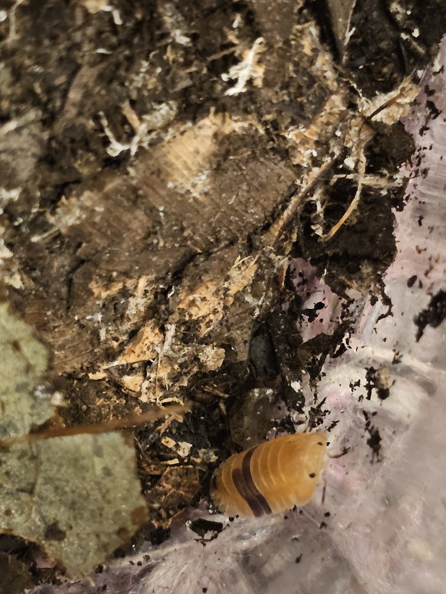 えだしぃ/エダッシオ tweet media