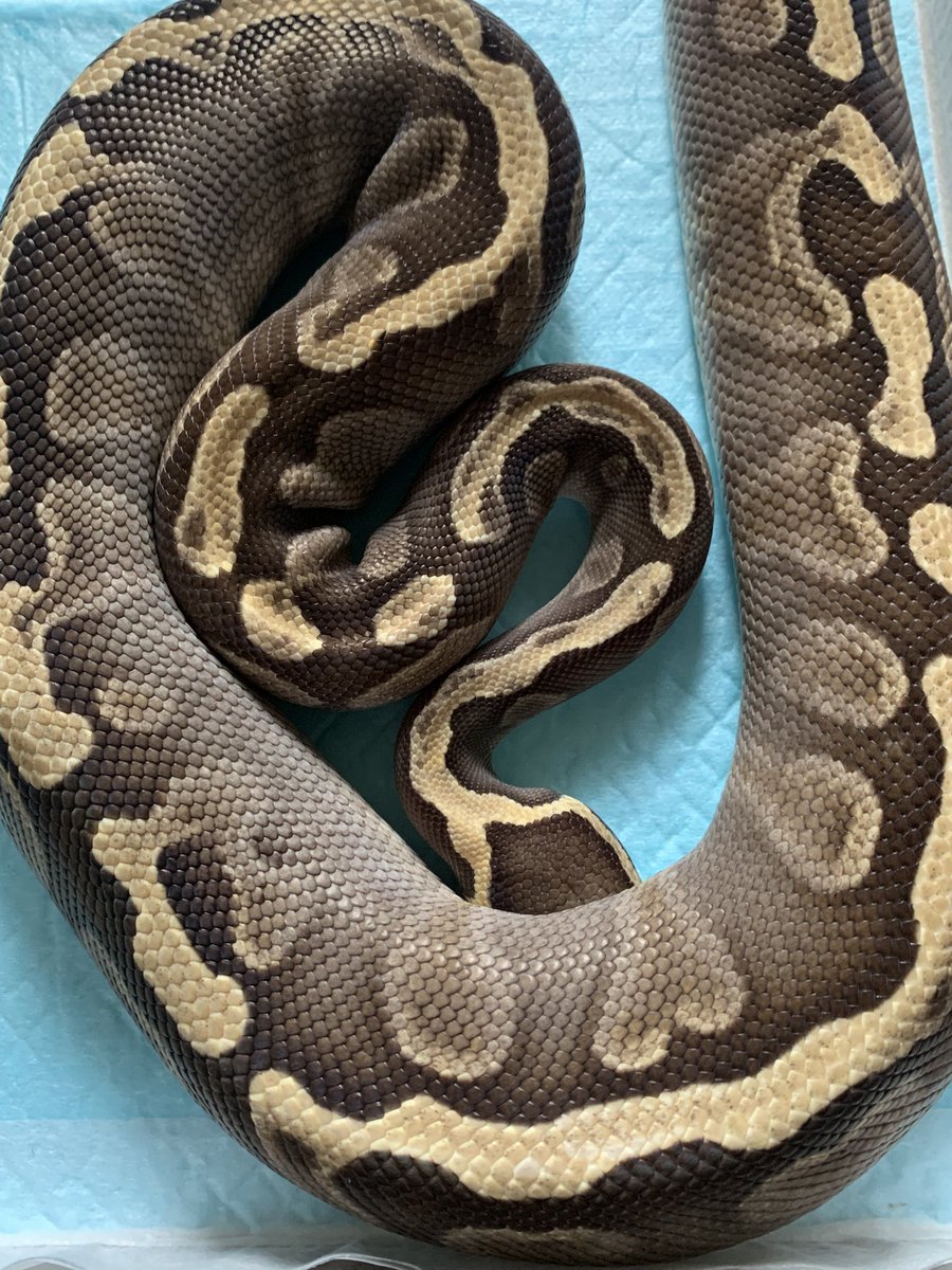 lovebird tweet media