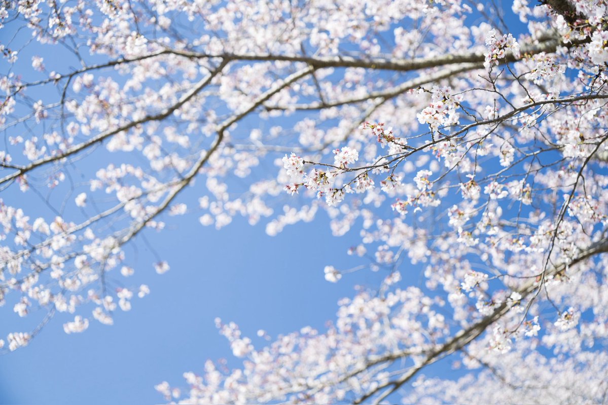 はやぶさ tweet media