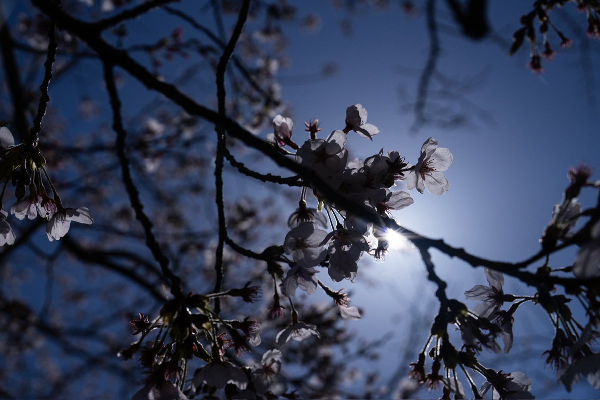 はやぶさ tweet media