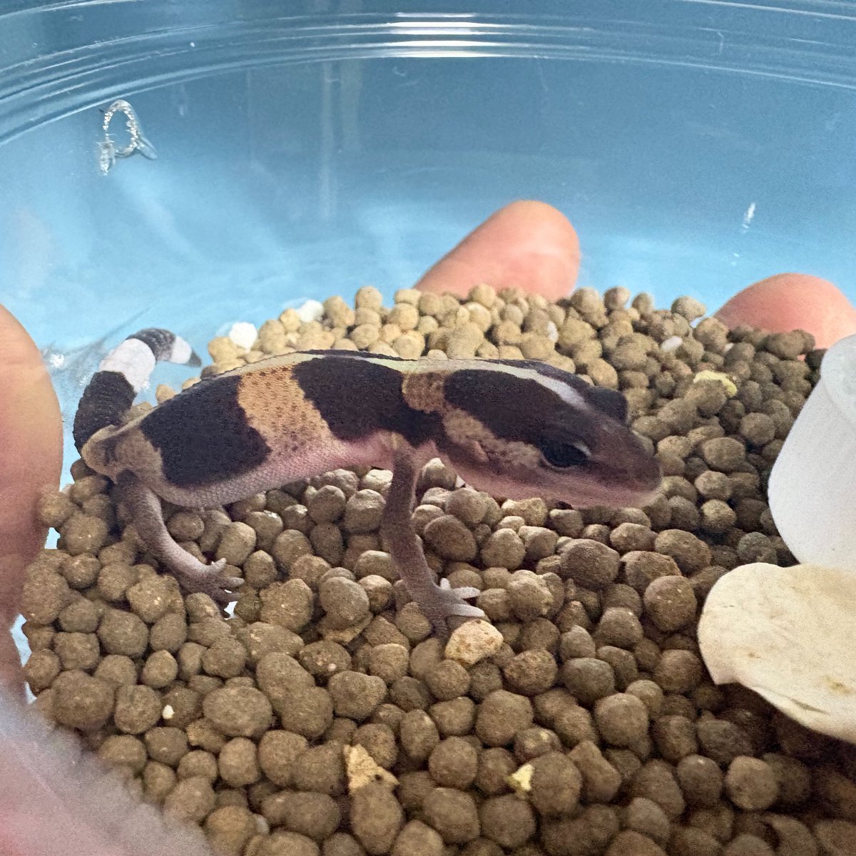 KATO👻✨ただのニシアフ好きです。 tweet media