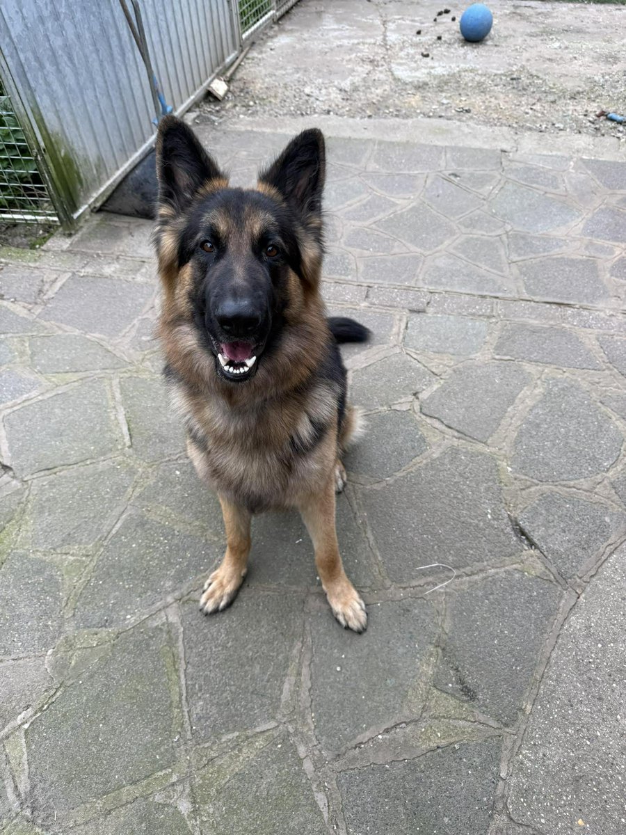 German Shepherd Rescue Elite ( GSRE ) tweet media