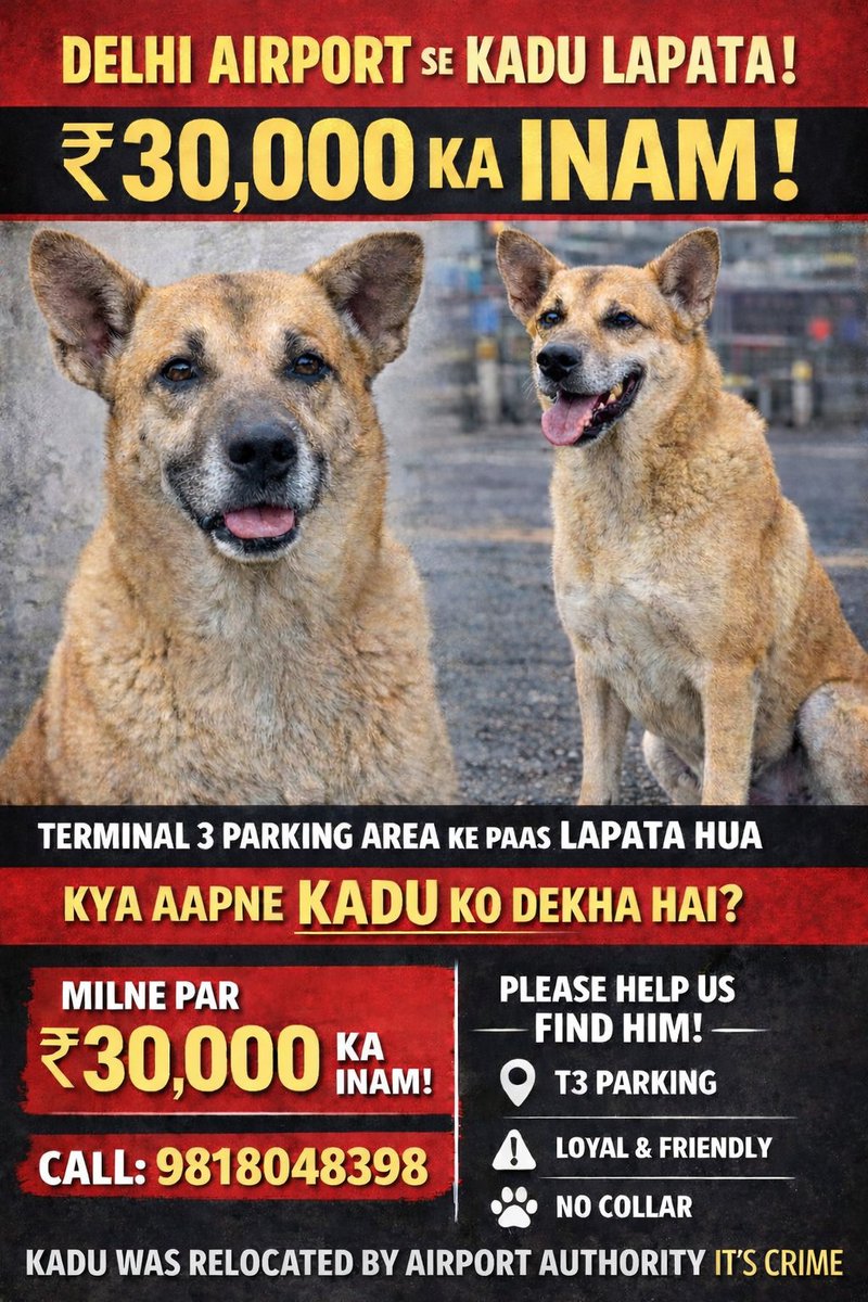 🚨 URGENT – DELHI AIRPORT 🚨
Kadu, a harmless and friendly community dog, has gone missing from Terminal 3 Parking Area, Delhi Airport.
This is not just a missing case —
⚠️ Kadu was illegally relocated by airport authorities. This is a serious crime.
He has no collar and depends