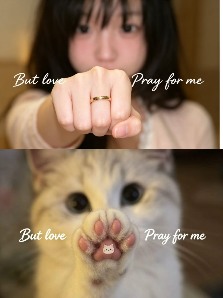 小熊（鹅鸭杀何时统治地球） tweet media