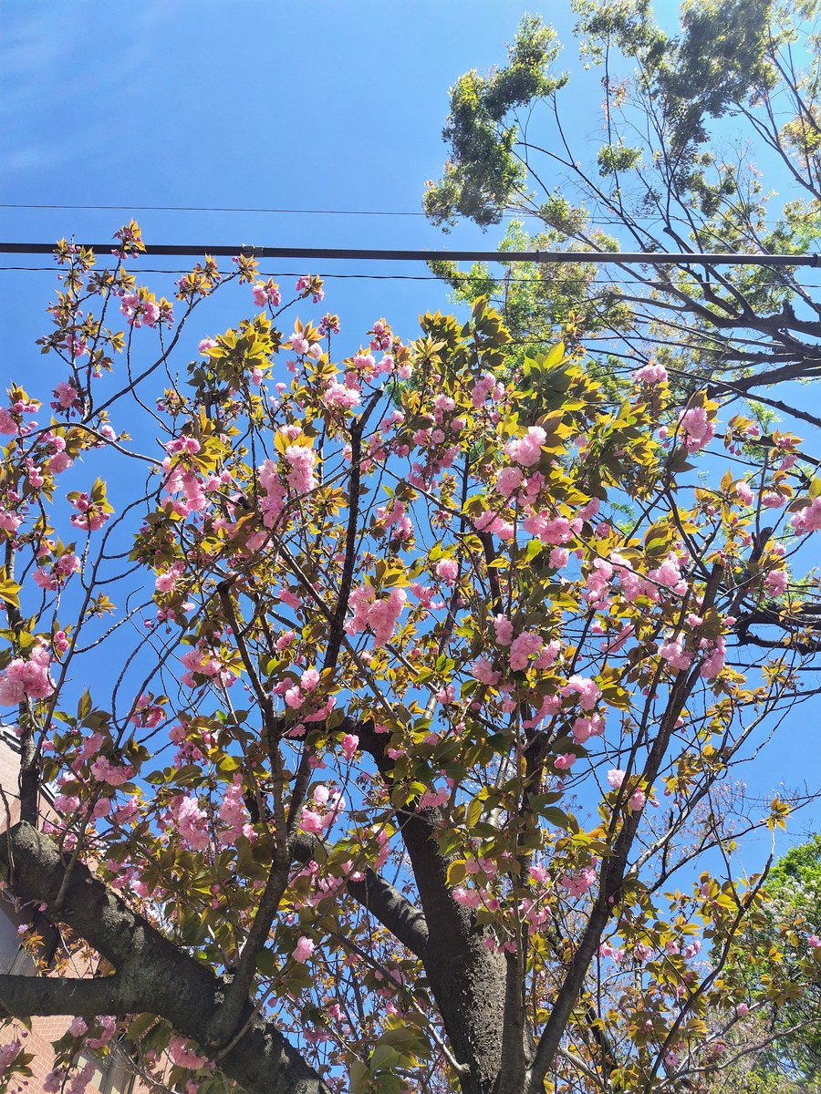 here there and everywhere tweet media