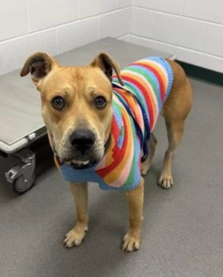 LisaBrabson's tweet image. BUD #A385683 4YO 
⚠️ BUD is still ALIVE!
BUD is still alive,but suffering from 'kennel stress," from being at shelter😭
He is a bit aggressive (who wouldn't) &amp;amp; is giving up!
WILMA'S rescue is willing to save him but need $700 for a special kennel 
If u can plz #Donate or Sponser