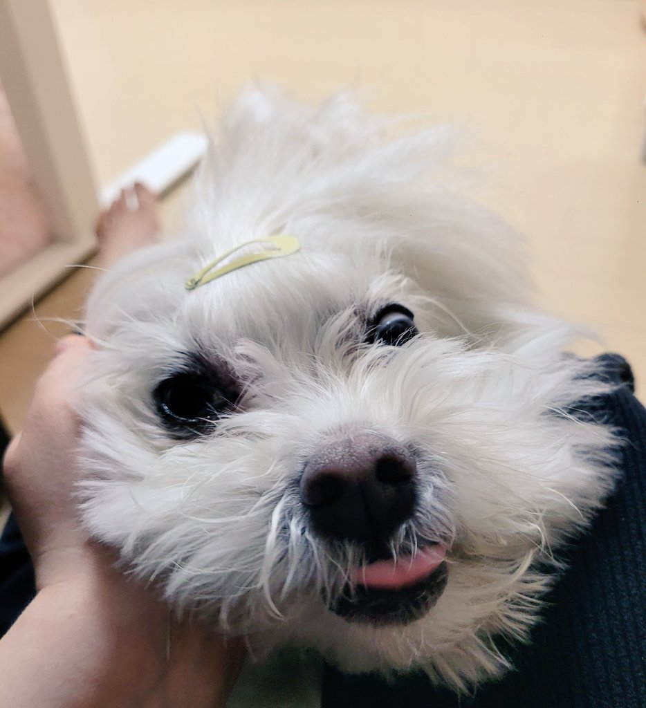 아넬🍚 tweet media