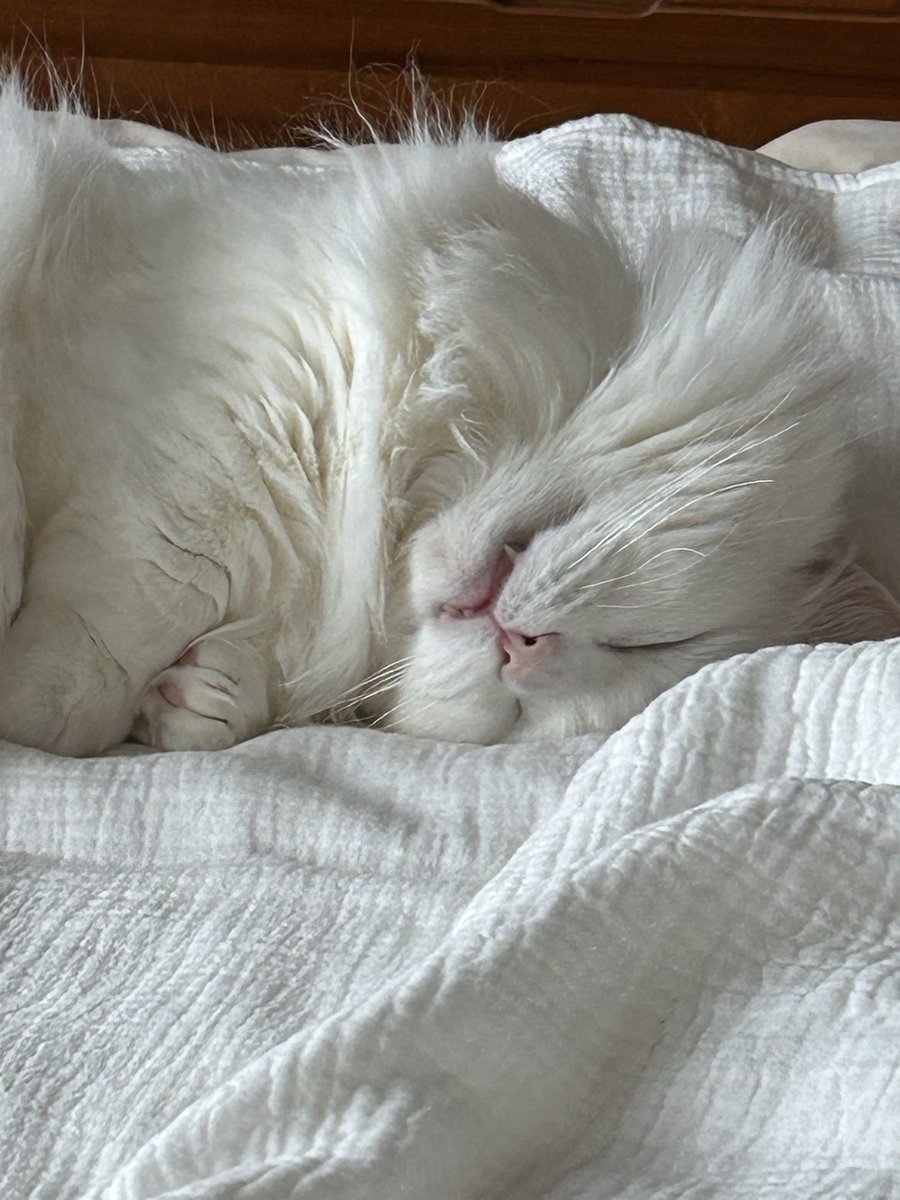 Ruby39661575's tweet photo. たまに
『ンゴゴゴ』
ってゆう。
#猫のいる暮らし
#マンチカン
#イビキ https://t.co/er0tFFVEFE