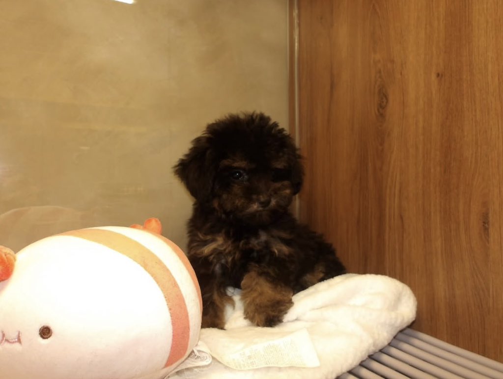 jwyfer's tweet photo. CUTEEEEEEEEEE ARGHHHHHHHH https://t.co/tqLRHCPGhh