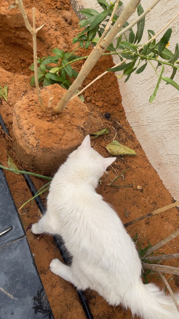 ูููุฉ tweet media