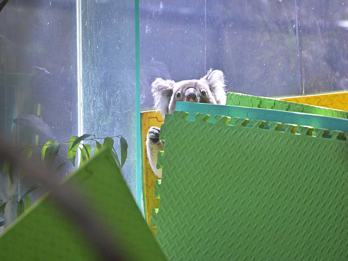 都築英哲 tweet media